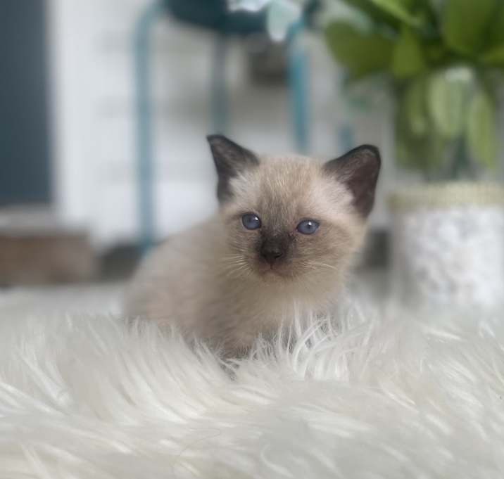 Photo of Latte