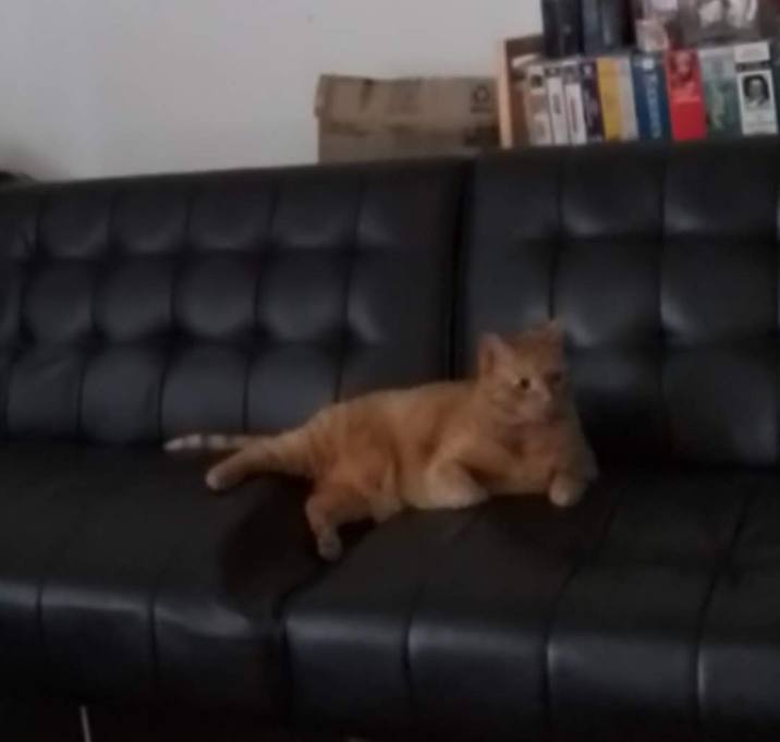Photo of Kittybeast