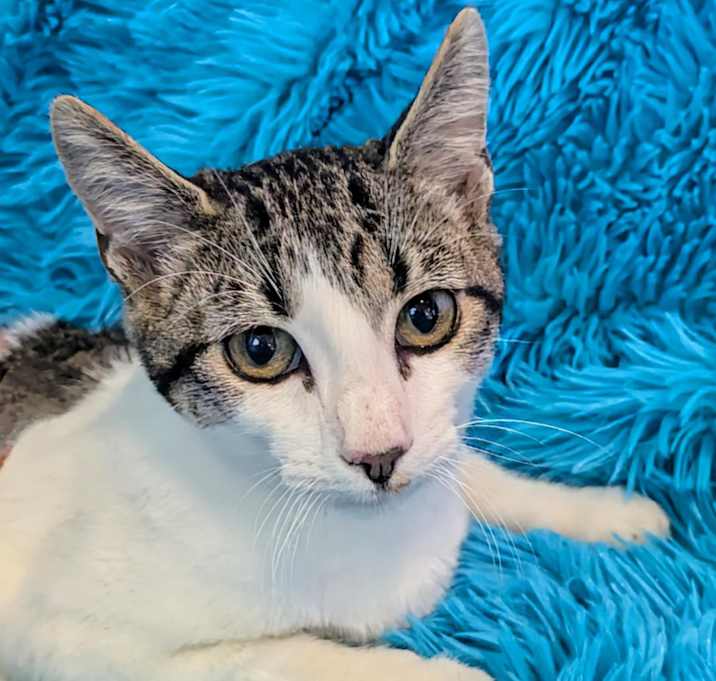 Photo of Azrael