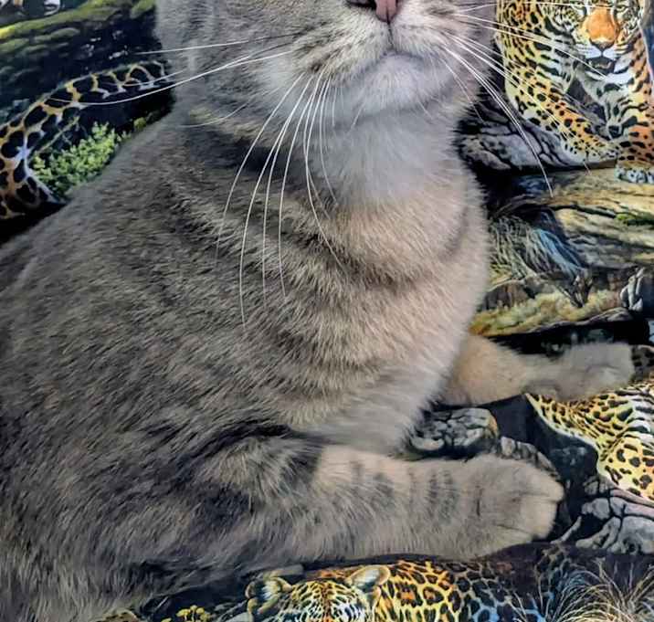 Photo of Nugget
