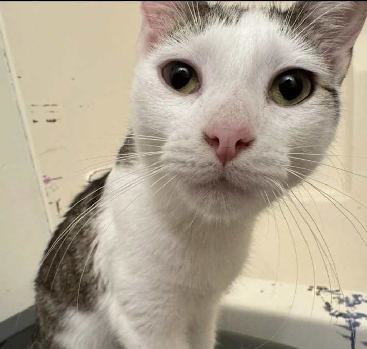 Photo of Stinky Stinkerson