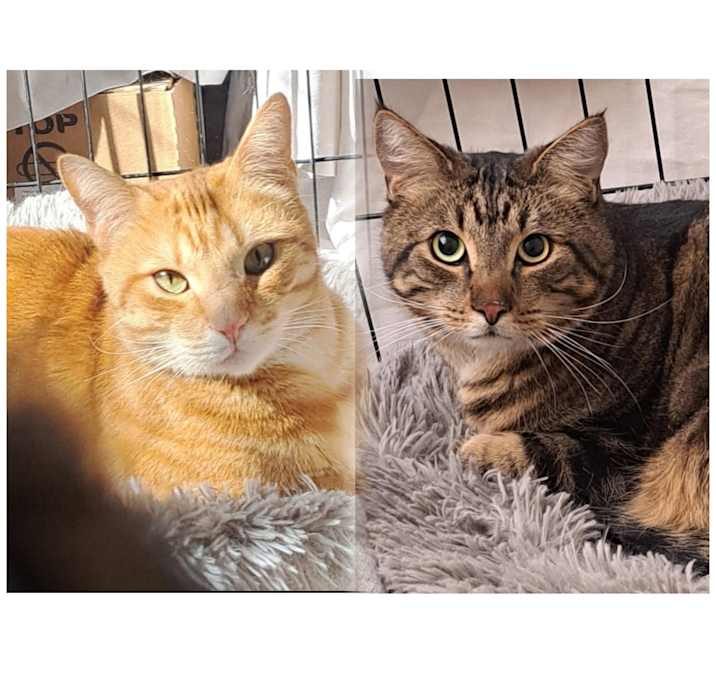 Photo of Honeybun and Oso