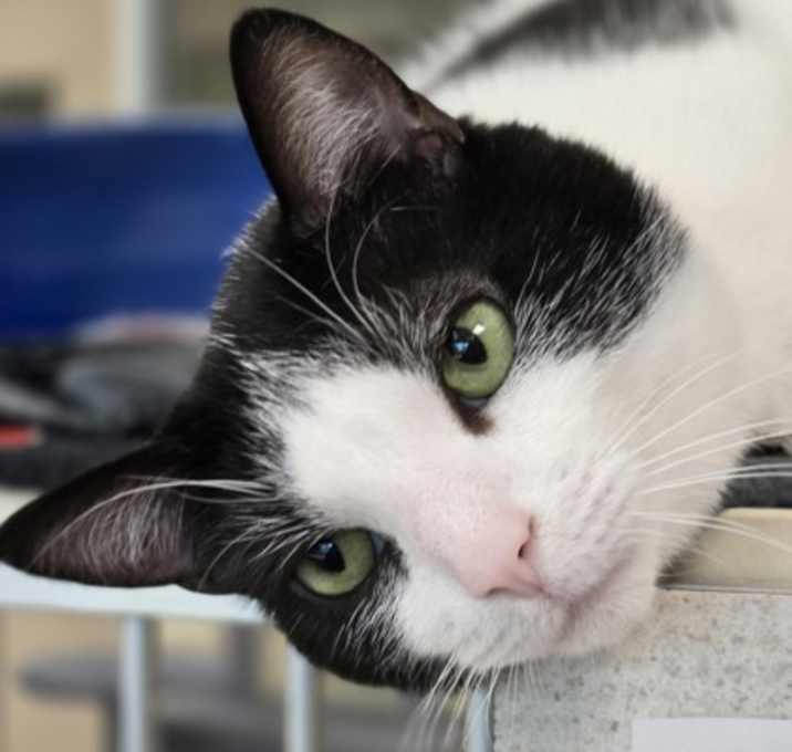 Photo of Oreo