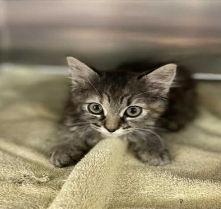 Photo of LARK