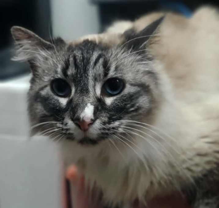Photo of Gertrude