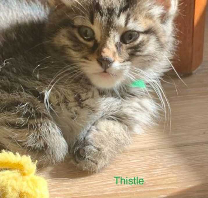 Photo of Thistle