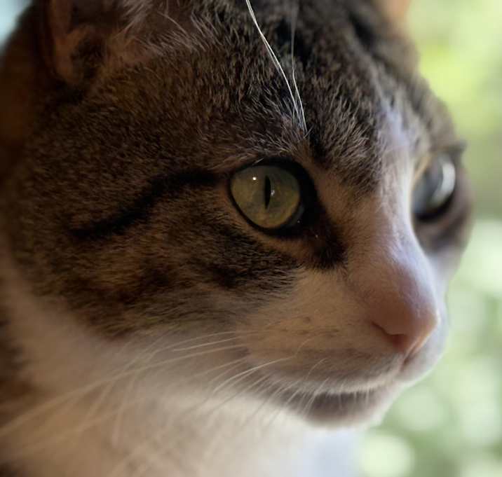 Photo of Leo