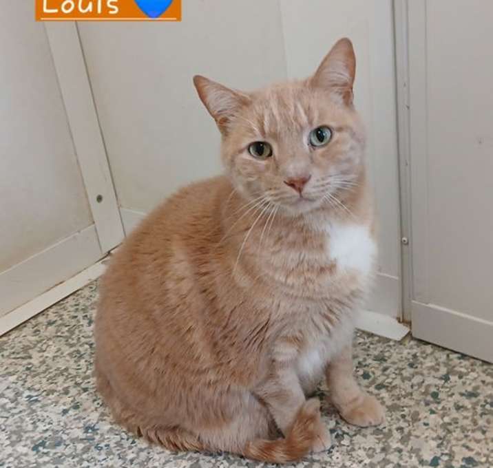 Photo of Louis