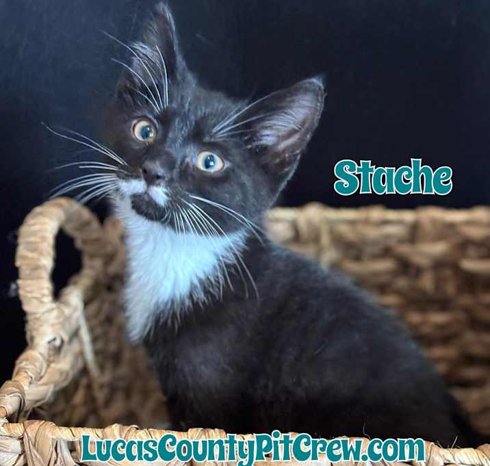 Photo of Stache