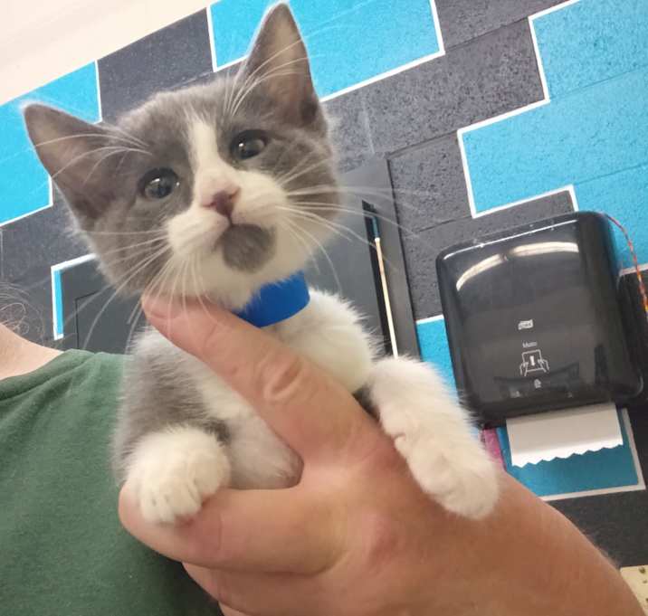 Photo of Socks