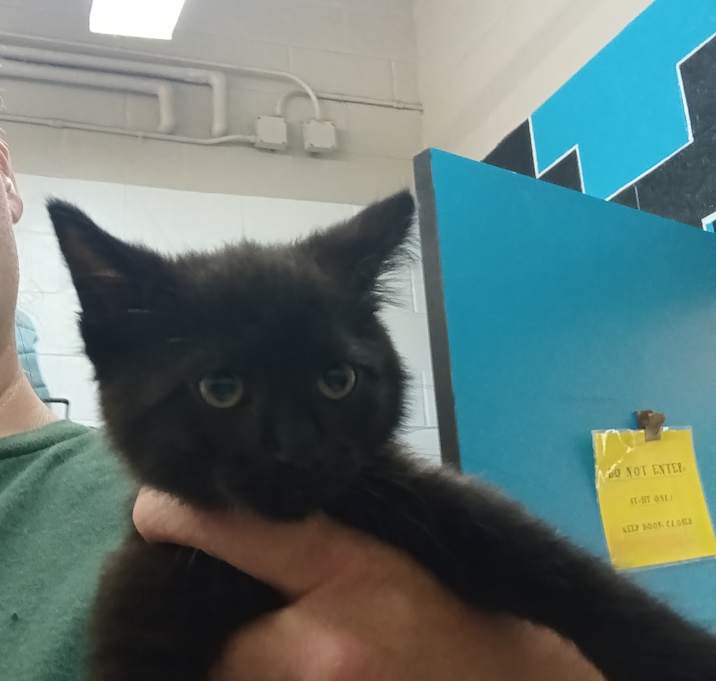 Photo of Onyx