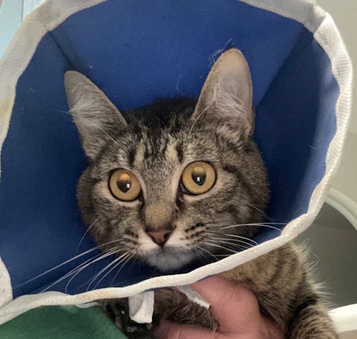 Photo of Rajah
