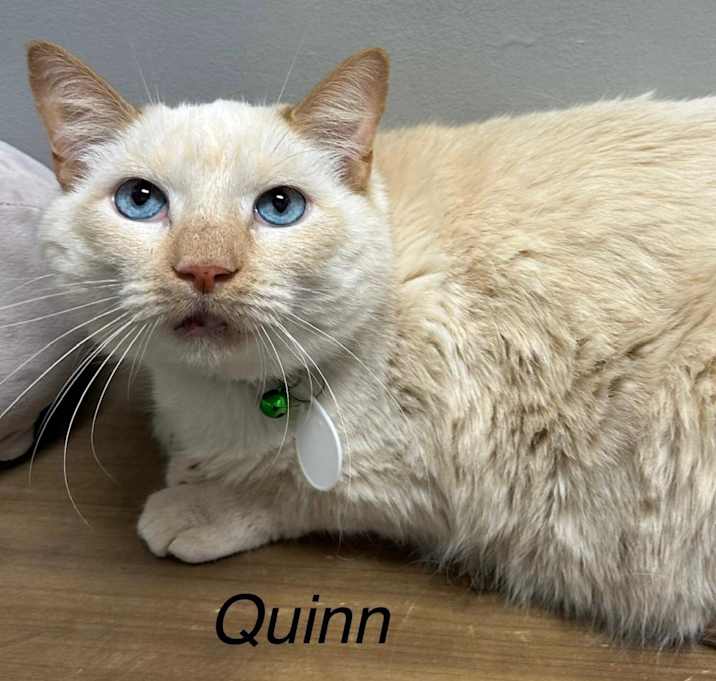 Photo of Quinn