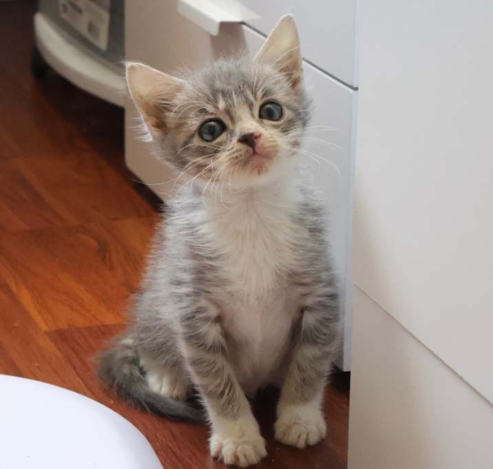 Photo of Mr. Tinkles
