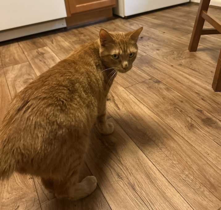 Photo of Rambo