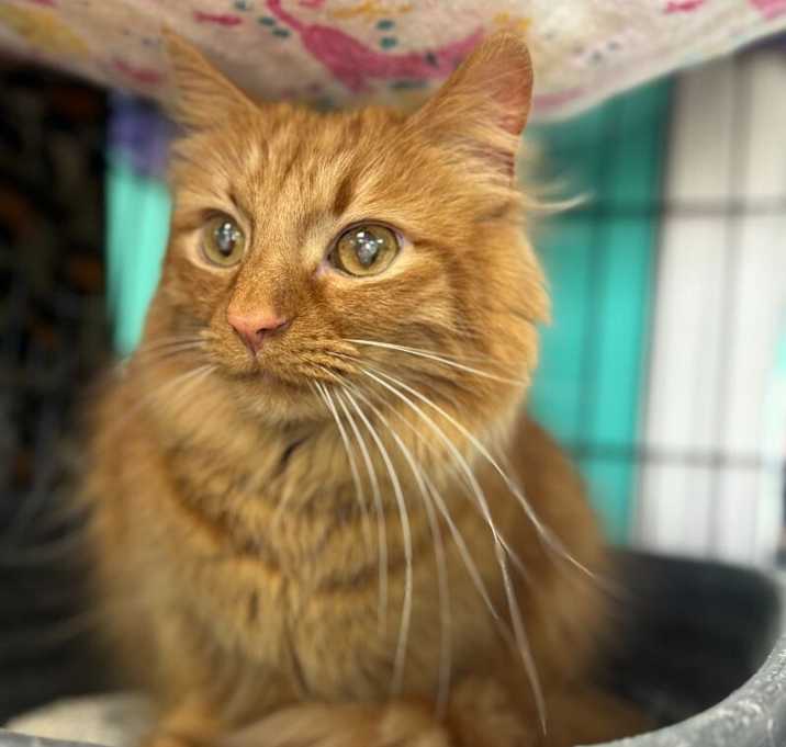 Photo of Cedar aka Sunny