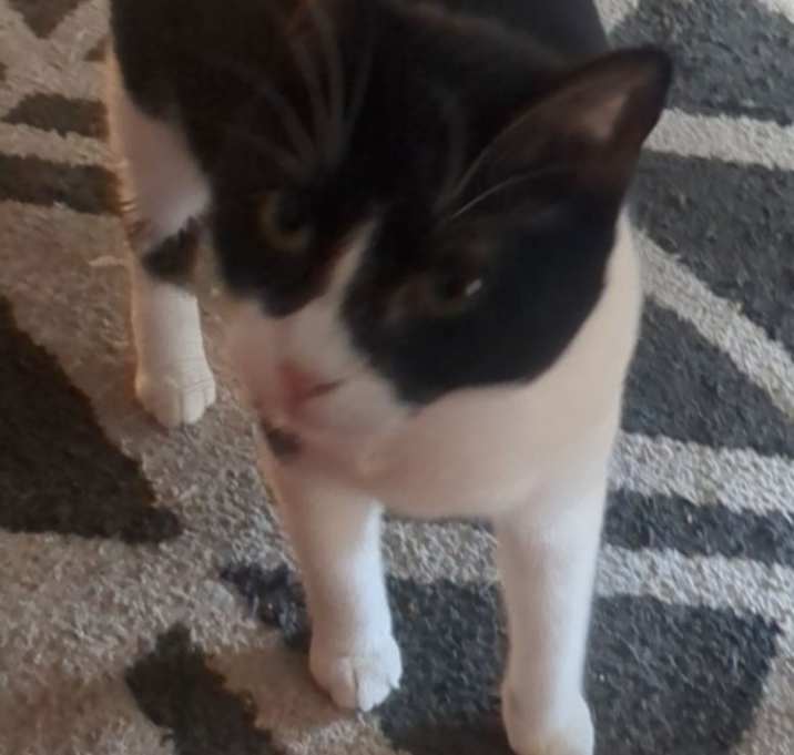 Photo of Lyric