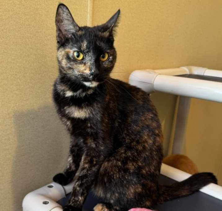 Photo of Annabell