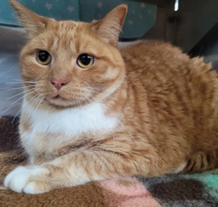 Photo of Honey Comb/Benny