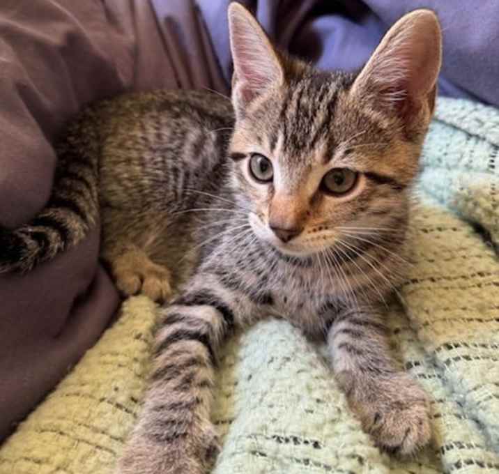 Photo of twinkle