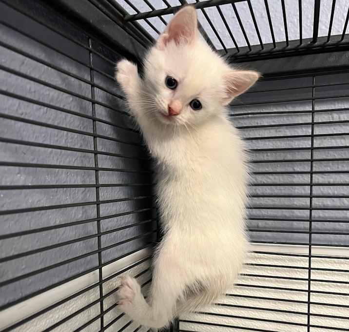 Photo of Ivory