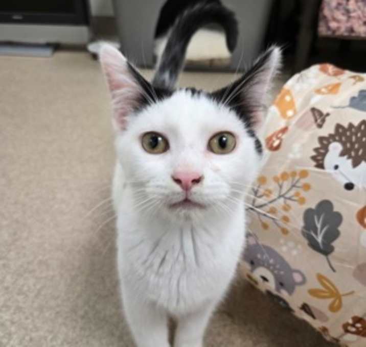 Photo of Checker