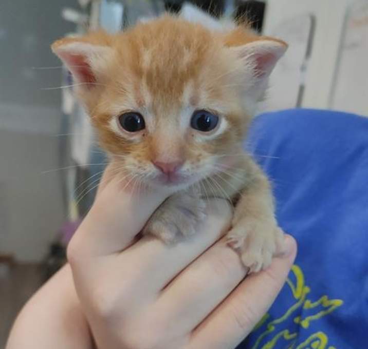 Photo of GARFIELD