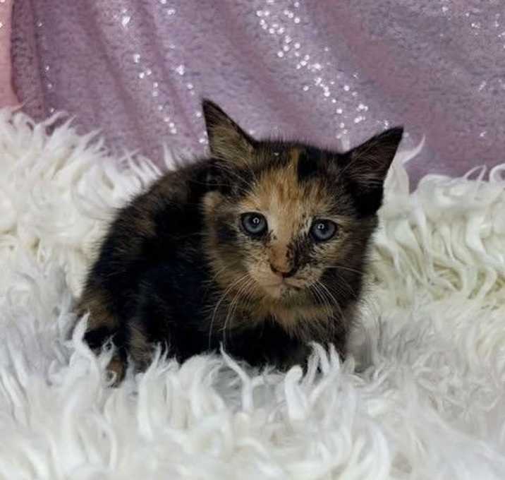 Photo of Demeter
