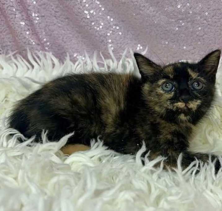 Photo of Artemis