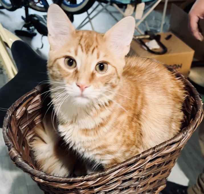 Photo of Rum Ham