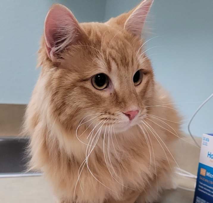 Photo of Simba