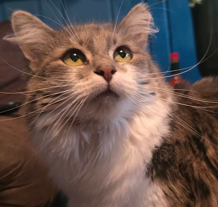 Photo of Yzma