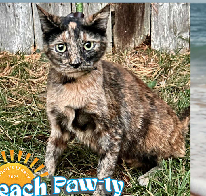 Photo of Octavia- $25 Adoption Fee!