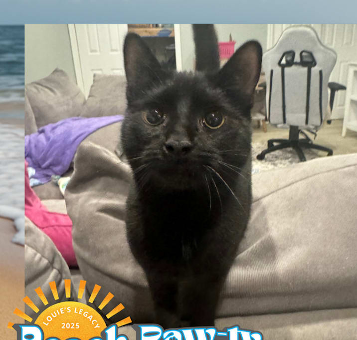 Photo of Gunther - $25 Sponsored Adoption Fee!