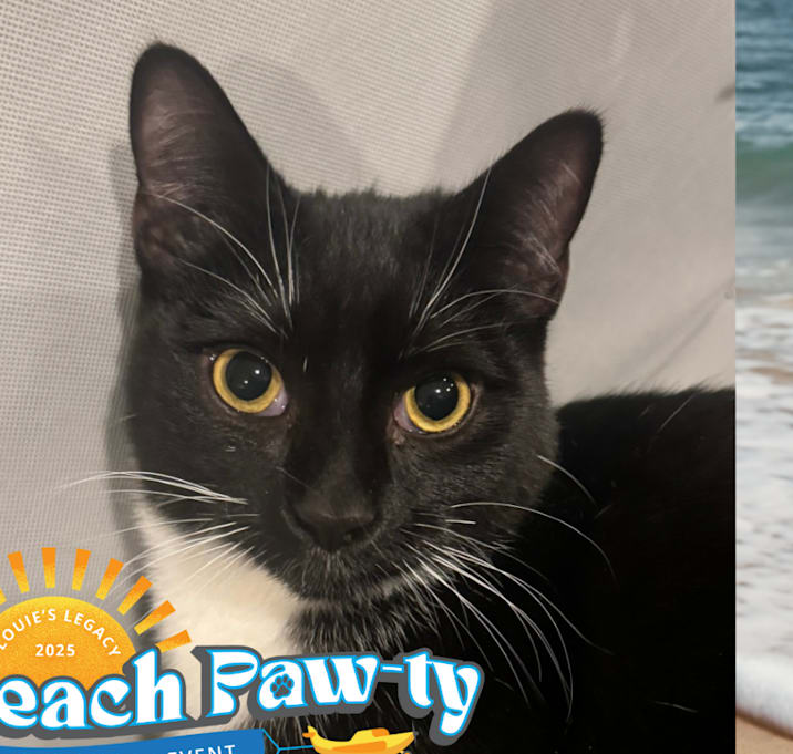 Photo of Joey - $25 Sponsored Adoption Fee!