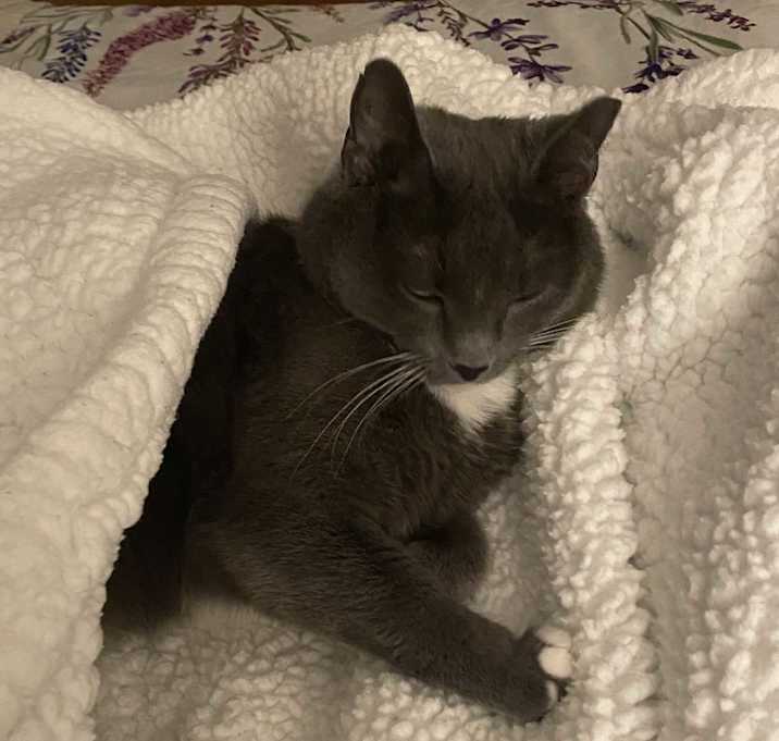 Photo of Nala