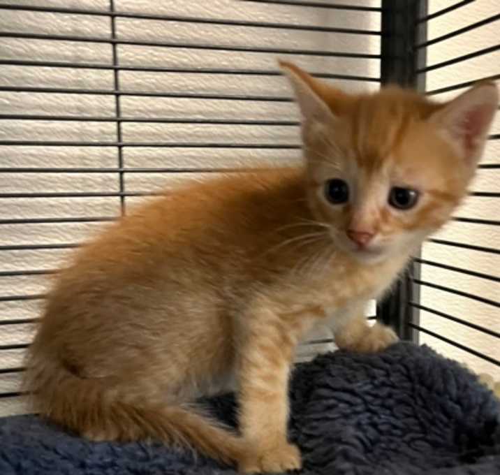 Photo of Pumpkin