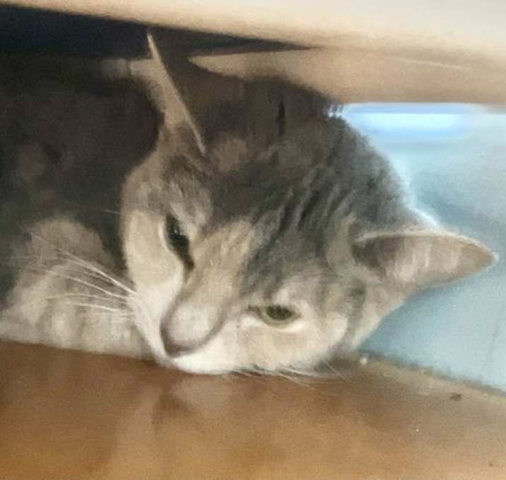 Photo of Calypso