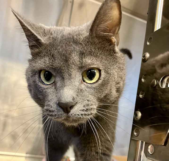 Photo of Gin