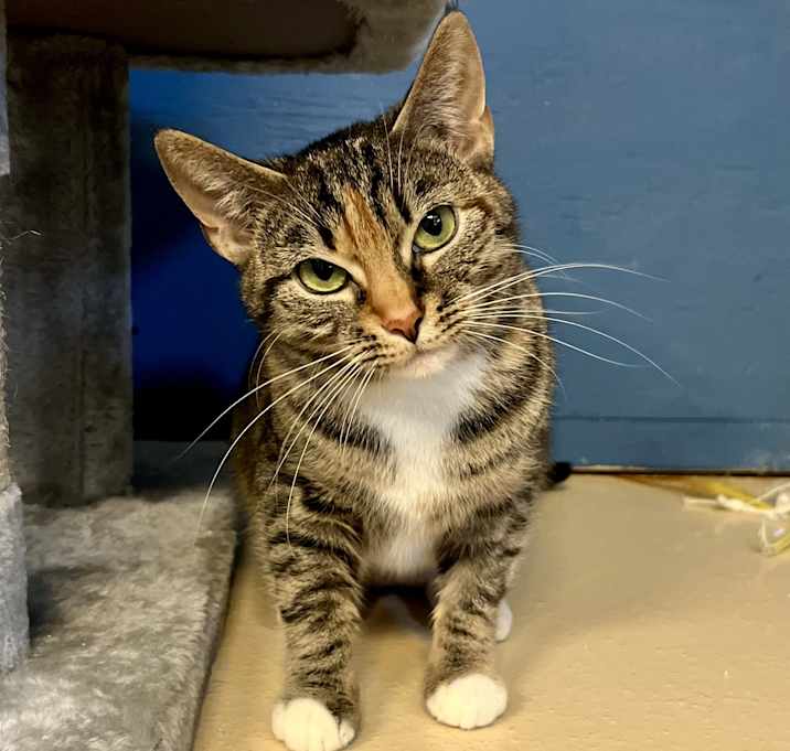Photo of Petunia