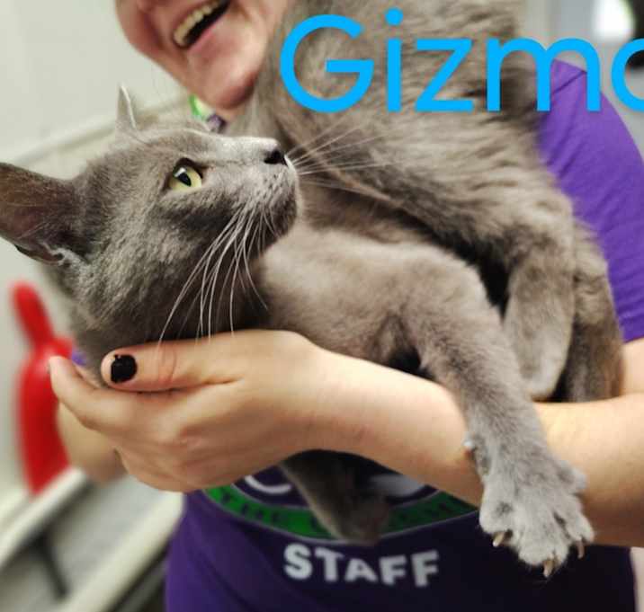 Photo of Gizmo