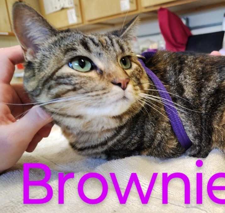Photo of Brownie