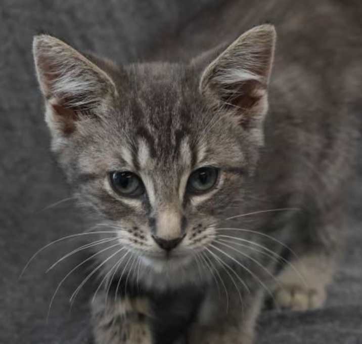Photo of Godiva