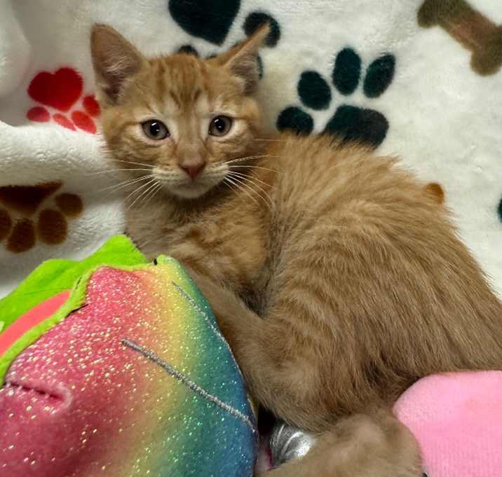 Photo of Whisker Biscuits