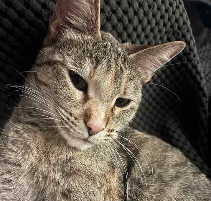 Photo of Pebbles