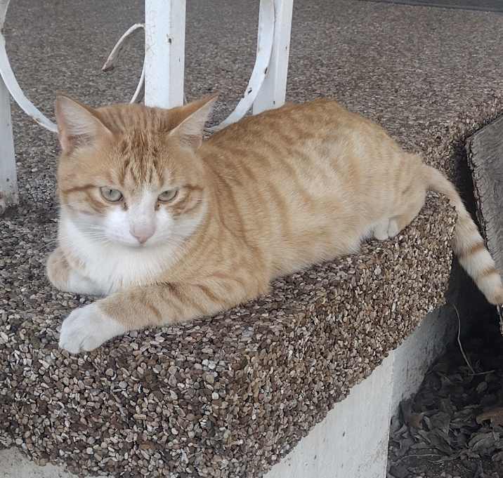 Photo of Twinkie