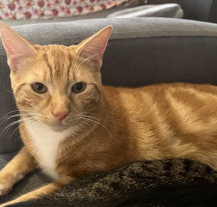 Photo of Archie