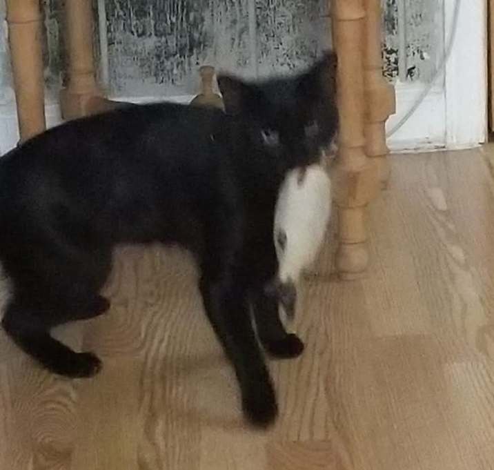 Photo of Blackie