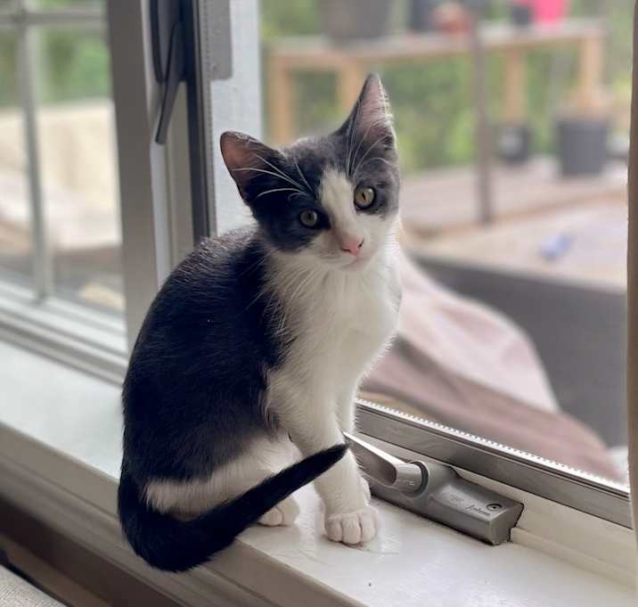 Photo of Sleepy