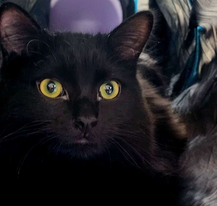 Photo of Teddy